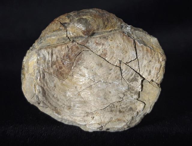 Araxilevis intermedius ABICH 1878 - Bild &copy; FossNet FossilienStore